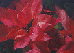 kendra-burton-art-poinsettia-passion-lg